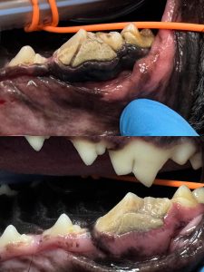 Dentisteria e Odontologia: Fraturas dentárias em cães (imagem 2 de 3)