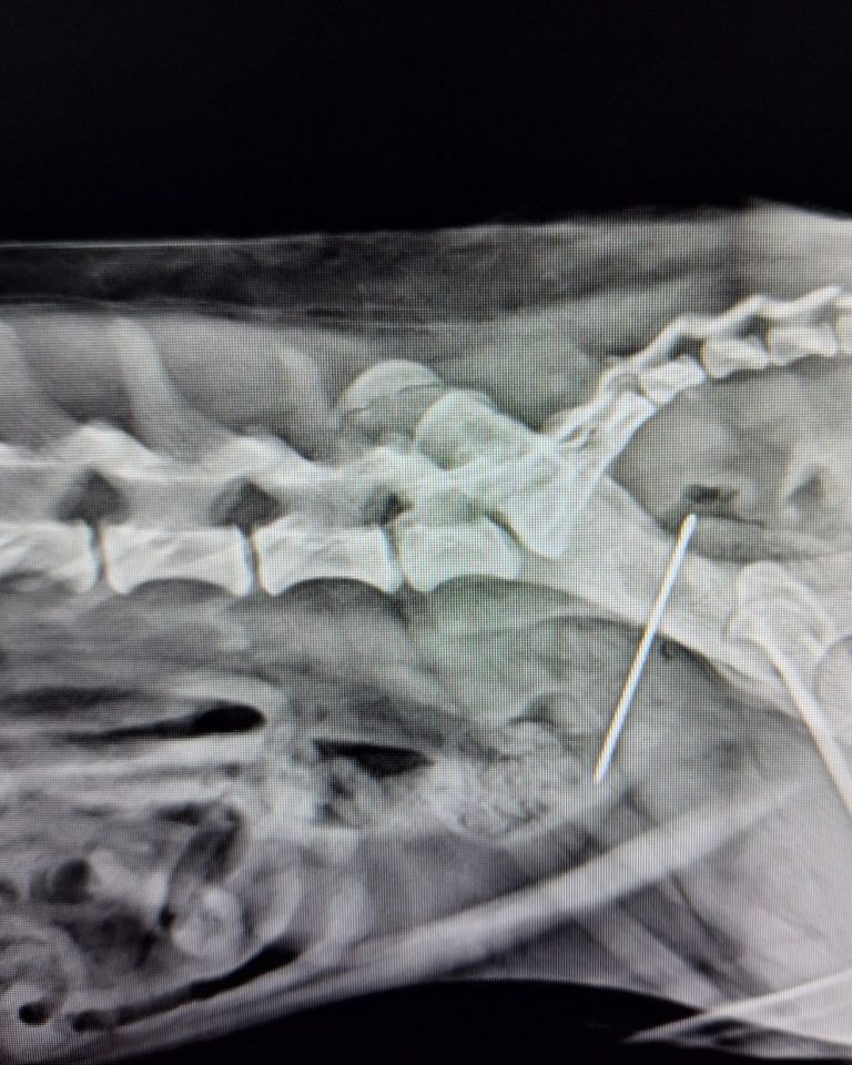 Radiologia: Agulha no intestino de um cão (imagem 1 de 3)