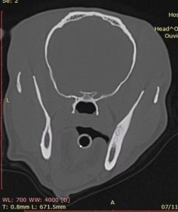 Endoscopia: Otite secretória em Cavalier King Charles (imagem 1 de 4)