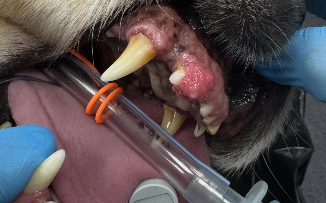 Ameloblastoma acantomatoso e margens cirúrgicas