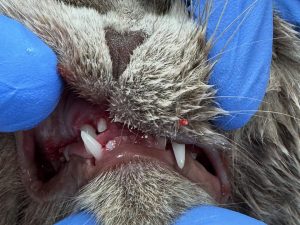 Dentisteria e Odontologia: Ortodontia veterinária para corrigir má oclusão (imagem 5 de 5)