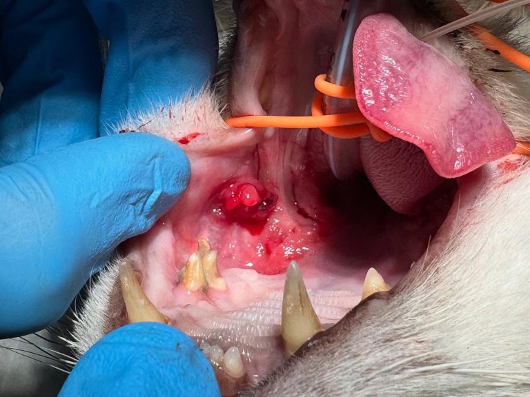 Dentisteria e Odontologia: Gengivoestomatite felina com lesões proliferativas (imagem 1 de 2)