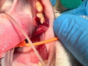 Dentisteria e Odontologia: Gengivoestomatite felina com lesões proliferativas (imagem 2 de 2)