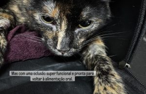 Ortopedia: Síndrome do gato voador em gatos (imagem 6 de 6)