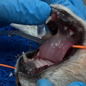 Dentisteria e Odontologia: Gengivoestomatite felina e exodontia subtotal (imagem 4 de 6)