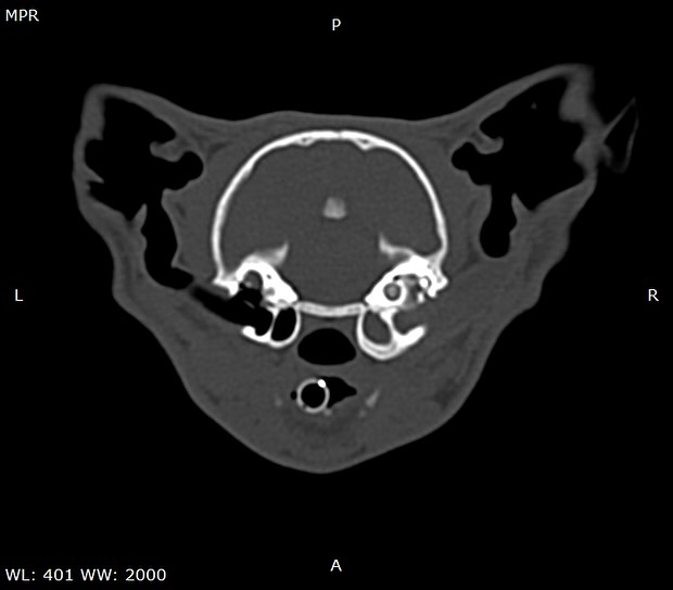 TAC: Pólipo auricular em gato diagnosticado por TAC (imagem 1 de 2)