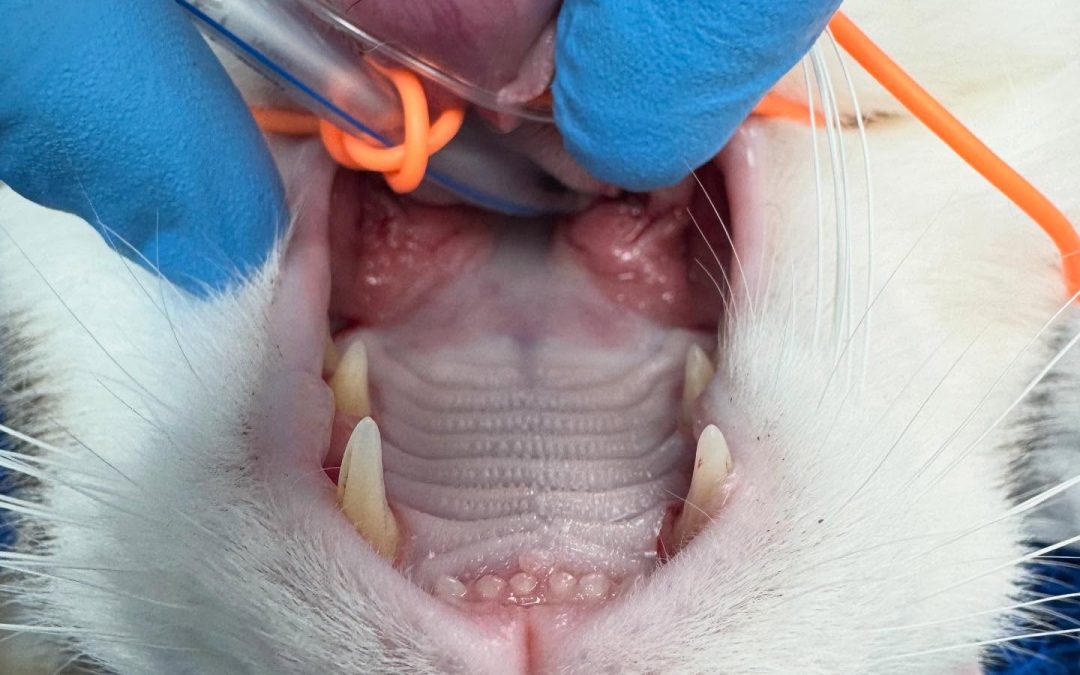 Gengivostomatite crónica felina