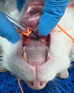 Dentisteria e Odontologia: Gengivostomatite crónica felina (imagem 1 de 2)