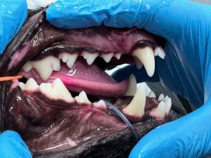 Dentisteria e Odontologia: Doença periodontal em animais jovens (imagem 2 de 4)