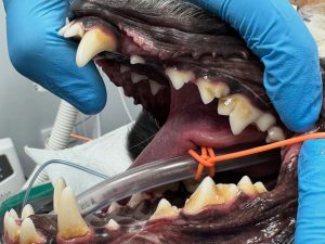 Dentisteria e Odontologia: Doença periodontal em animais jovens (imagem 3 de 4)