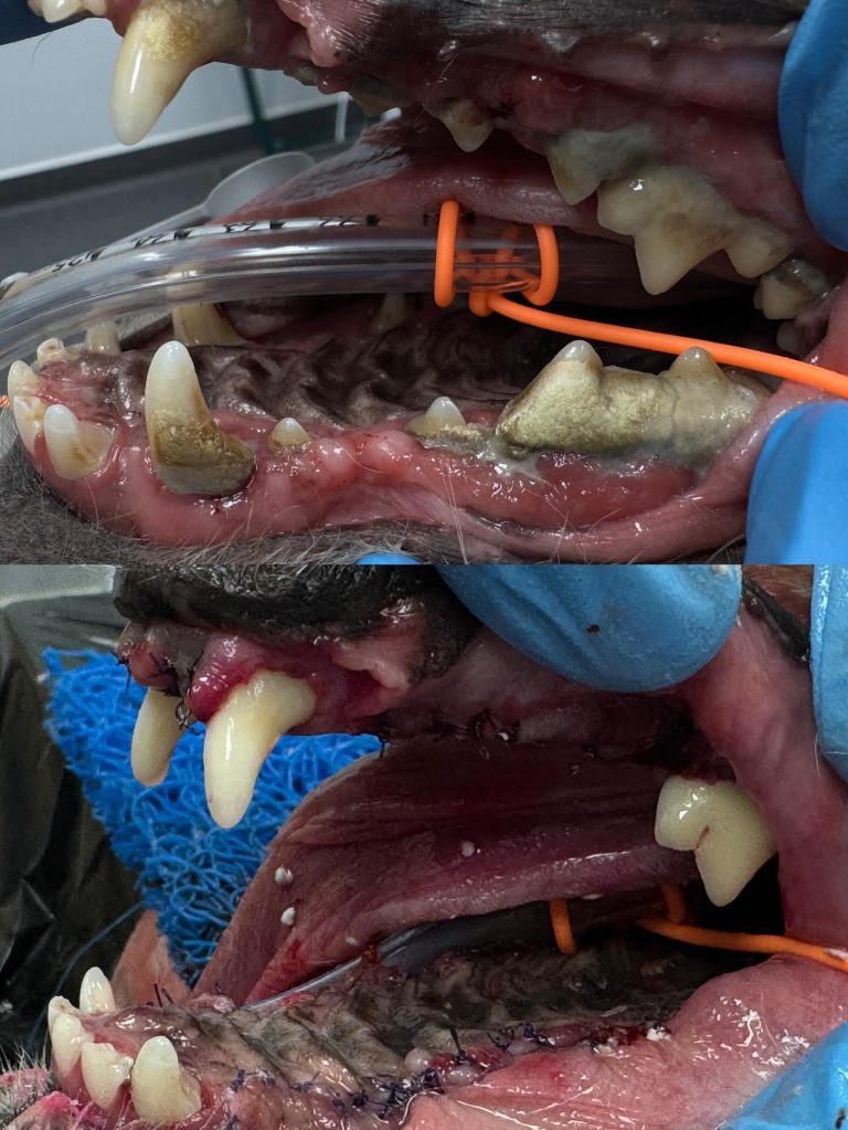 Dentisteria e Odontologia: Quando extrair é a melhor opção (imagem 1 de 4)
