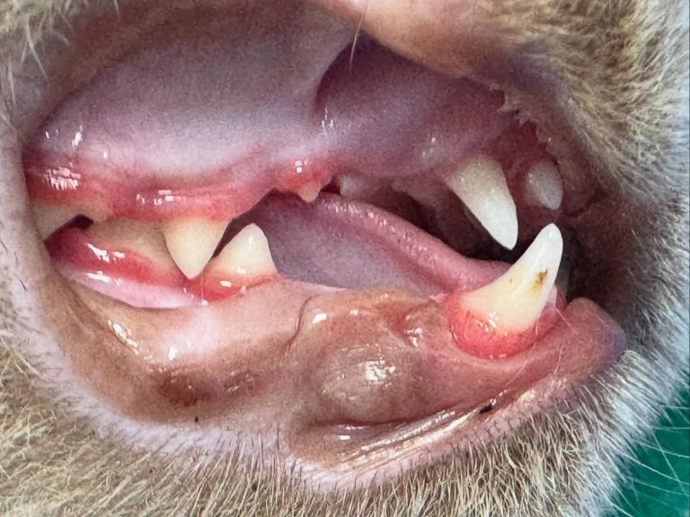Dentisteria e Odontologia: Ortodontia veterinária para corrigir má oclusão (imagem 1 de 5)