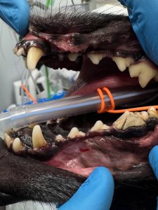Dentisteria e Odontologia: Fratura do P4 e fístula infraorbitária (imagem 5 de 5)