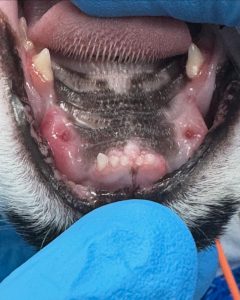 Dentisteria e Odontologia: Reabsorção dentária e fragmentos retidos (imagem 1 de 2)