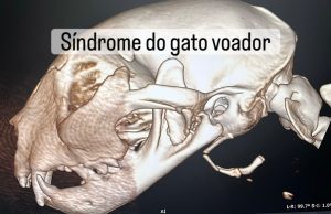 Ortopedia: Síndrome do gato voador em gatos (imagem 1 de 6)