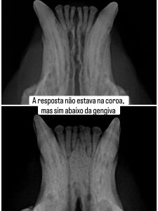 Dentisteria e Odontologia: Reabsorção dentária felina invisível à superfície (imagem 4 de 7)