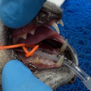 Dentisteria e Odontologia: Gengivoestomatite felina e exodontia subtotal (imagem 3 de 6)