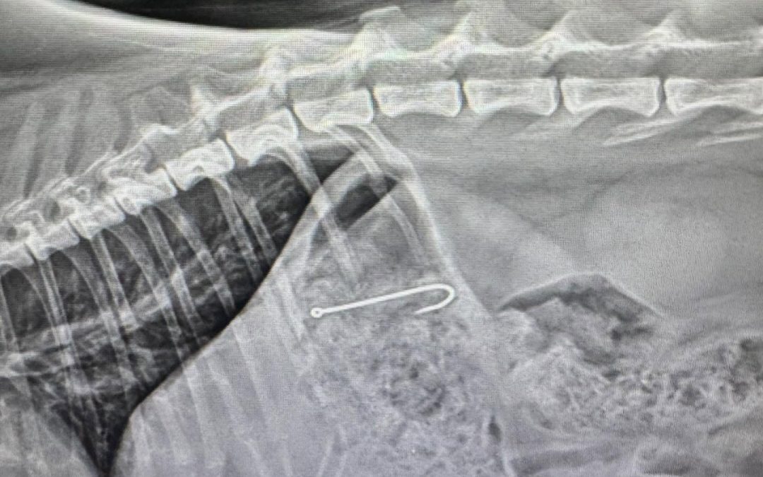 Remoção endoscópica de anzol em gata