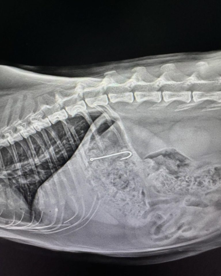 Endoscopia: Remoção endoscópica de anzol em gata (imagem 1 de 3)