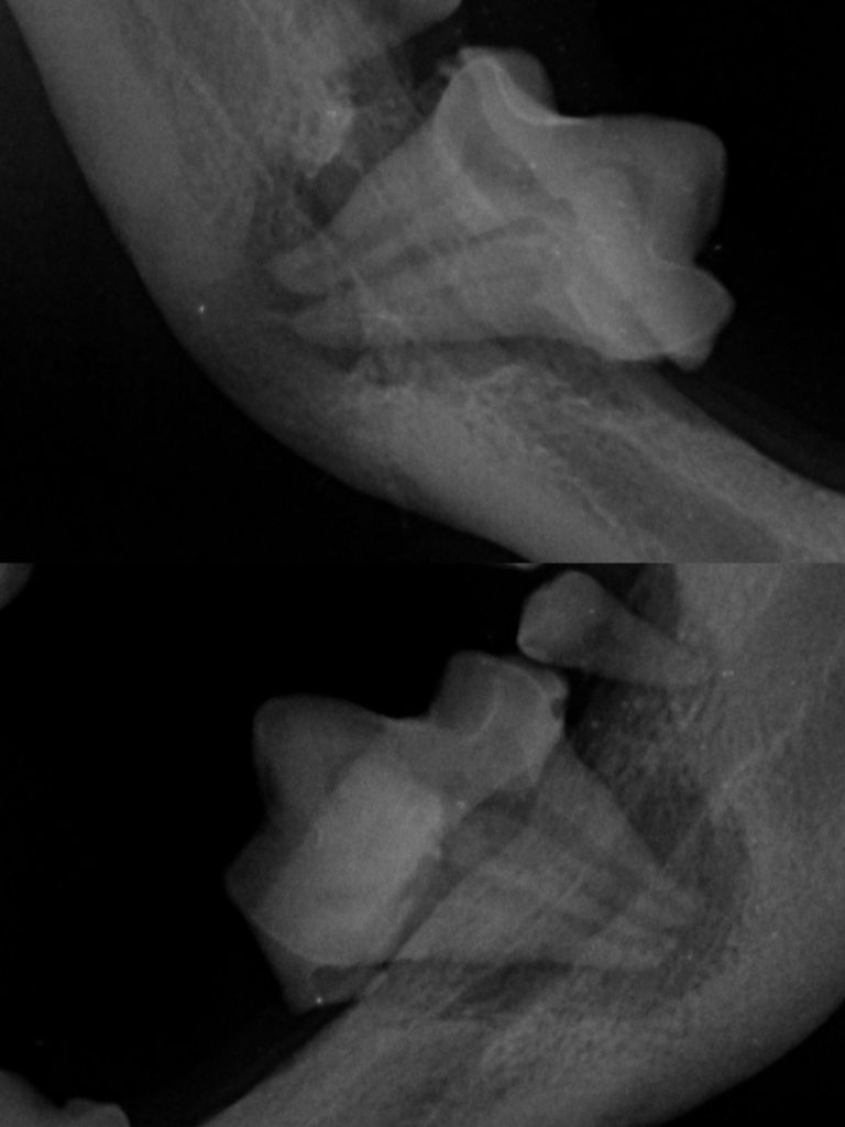 Dentisteria e Odontologia: Fusão radicular e planeamento dentário veterinário (imagem 1 de 2)