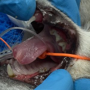 Dentisteria e Odontologia: Gengivoestomatite felina e exodontia subtotal (imagem 2 de 6)