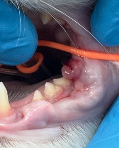 Dentisteria e Odontologia: Granuloma piogénico oral em gatos (imagem 1 de 2)