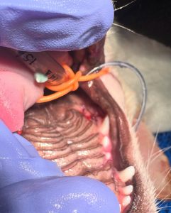 Dentisteria e Odontologia: Radiologia oral na doença periodontal (imagem 6 de 6)