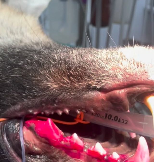 A placa bacteriana e a doença periodontal