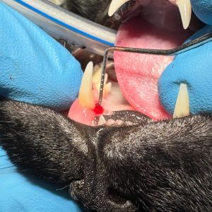 Dentisteria e Odontologia: Doença periodontal e reabsorção dentária em gatos (imagem 2 de 3)