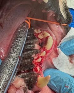 Dentisteria e Odontologia: Hiperplasia gengival em cães (imagem 4 de 4)