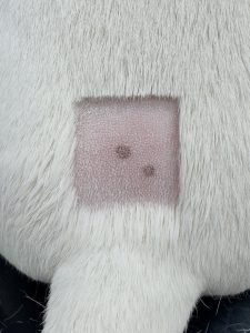 Ortopedia: Dor lombossagrada em cães e injeção epidural (imagem 1 de 4)