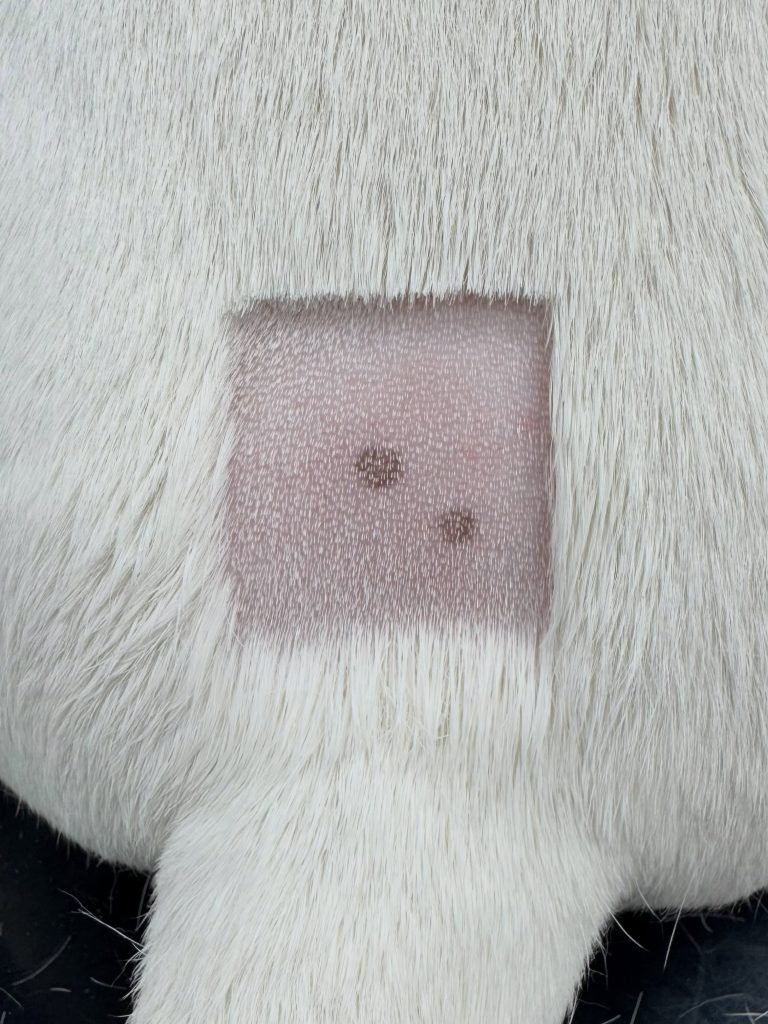 Ortopedia: Dor lombossagrada em cães e injeção epidural (imagem 1 de 4)