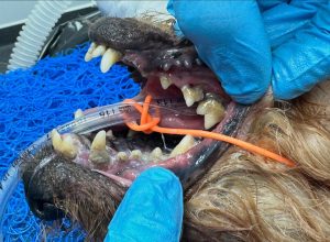 Dentisteria e Odontologia: Doença periodontal terminal em caso extremo (imagem 8 de 9)