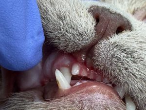 Dentisteria e Odontologia: Ortodontia veterinária para corrigir má oclusão (imagem 4 de 5)