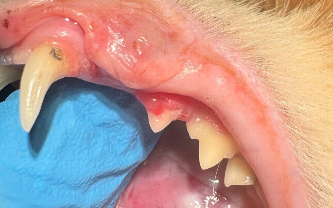 Reabsorção dentária felina em pré-molar