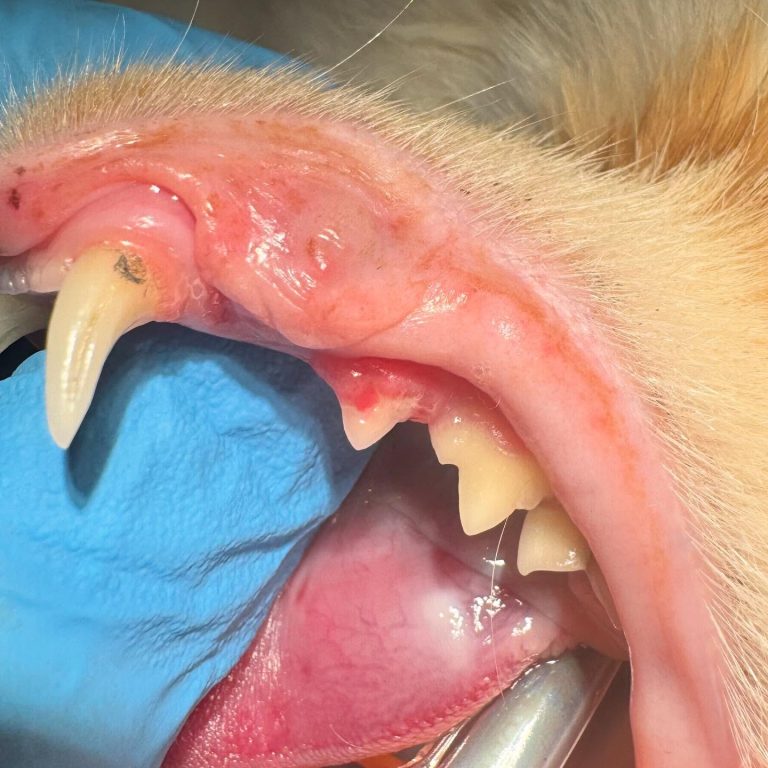 Dentisteria e Odontologia: Reabsorção dentária felina em pré-molar