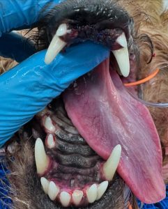 Dentisteria e Odontologia: Fibroma odontogénico periférico em Yorkshire (imagem 2 de 3)