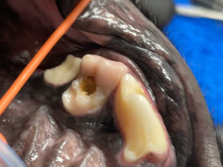 Dentisteria e Odontologia: Cáries dentárias em cães (imagem 1 de 2)