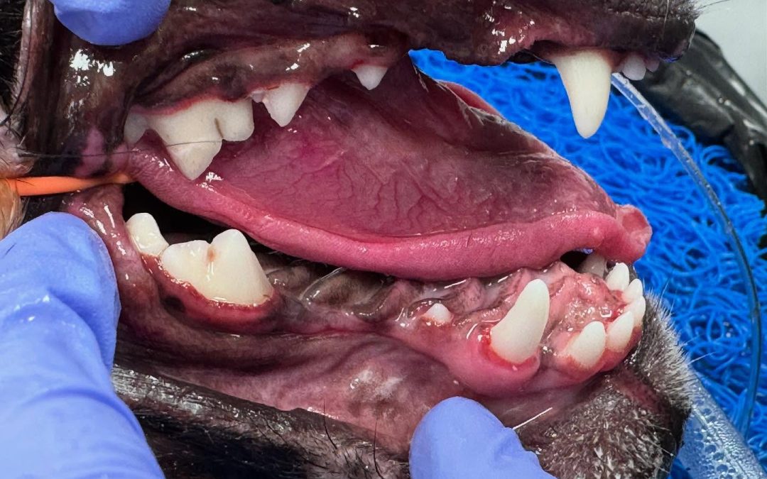 Dentes inclusos e quistos dentígeros