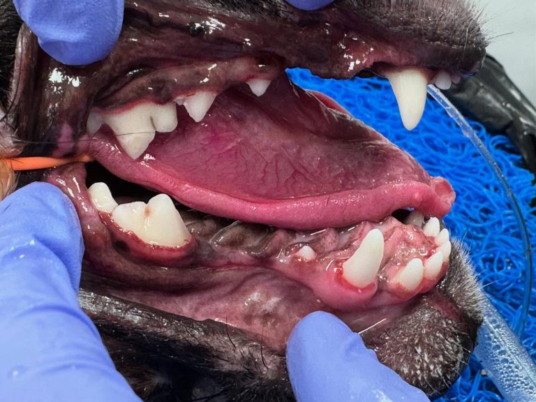 Dentisteria e Odontologia: Dentes inclusos e quistos dentígeros