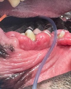 Dentisteria e Odontologia: Hiperplasia gengival em cães (imagem 2 de 4)