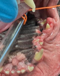 Dentisteria e Odontologia: Hiperplasia gengival em cães (imagem 3 de 4)