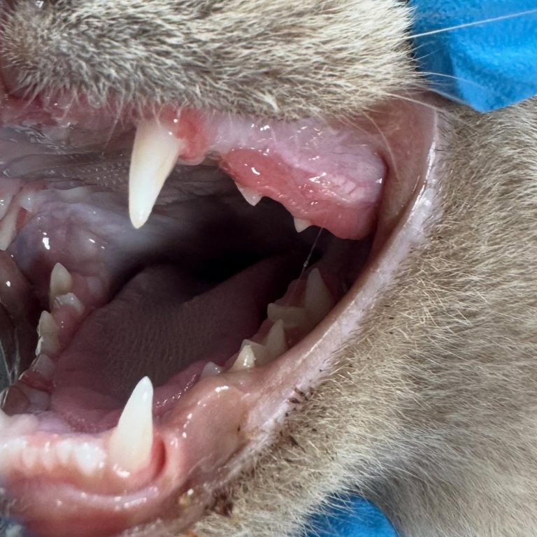 Dentisteria e Odontologia: Hiperplasia gengival juvenil em gatos