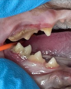 Dentisteria e Odontologia: Diagnóstico oral com sedação e radiografia (imagem 2 de 3)