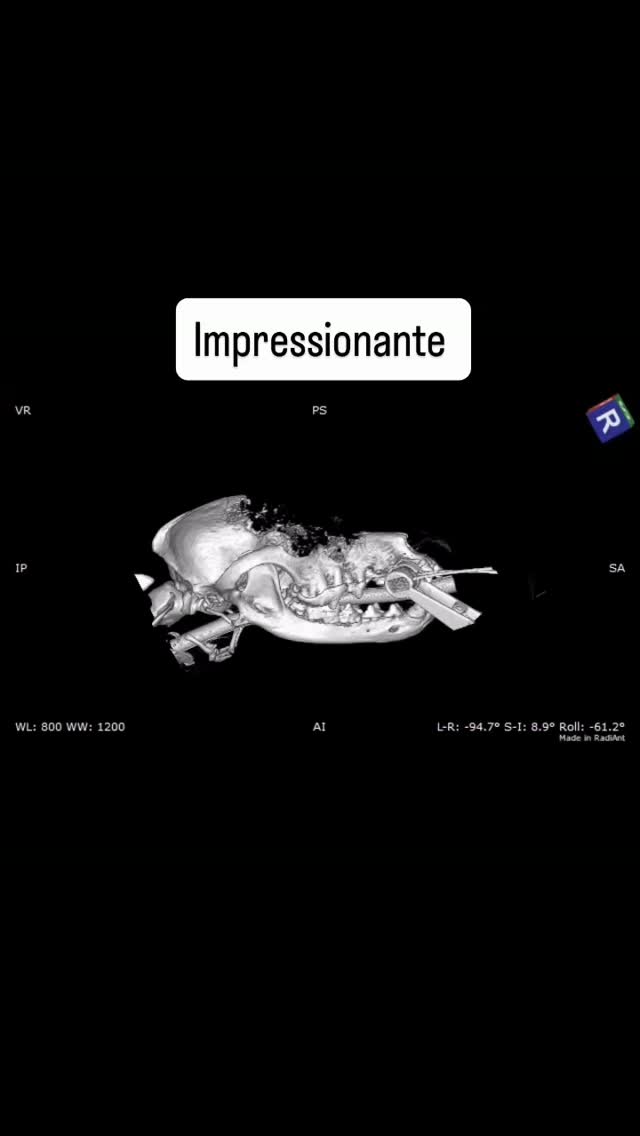 Dentisteria e Odontologia: Um caso dentário impressionante em cão