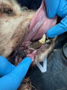 Dentisteria e Odontologia: Anestesia e doença periodontal em animais idosos (imagem 2 de 3)