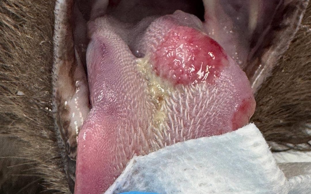 Carcinoma de células escamosas em gatos