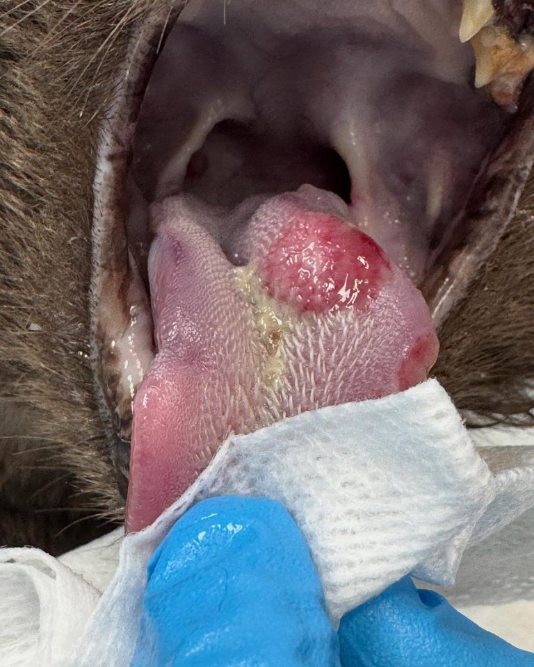 Oncologia: Carcinoma de células escamosas em gatos