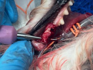 Dentisteria e Odontologia: Radiologia intraoral na doença periodontal (imagem 3 de 3)