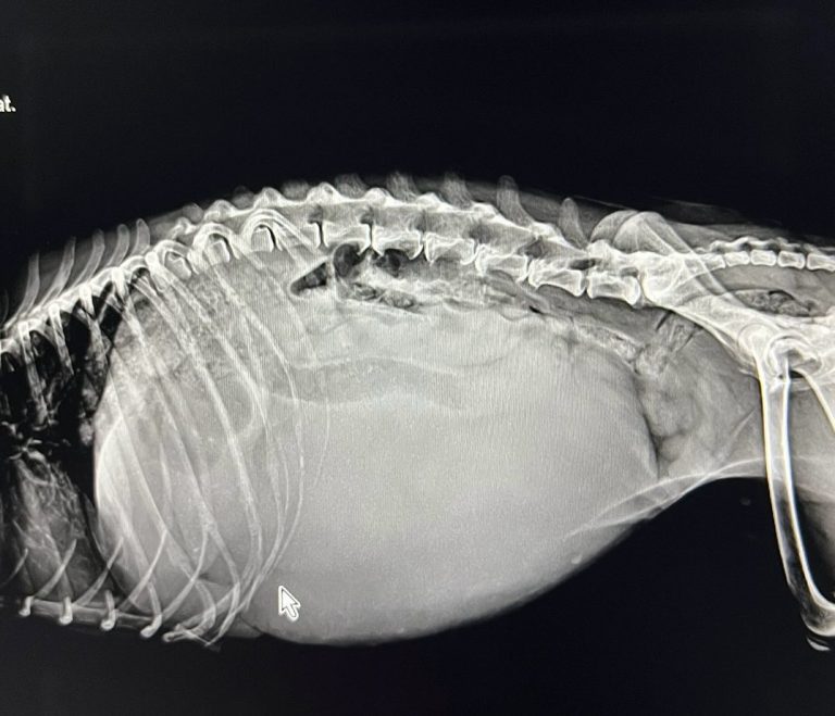 TAC: Radiografia lateral vs tomografia sagital (imagem 1 de 2)